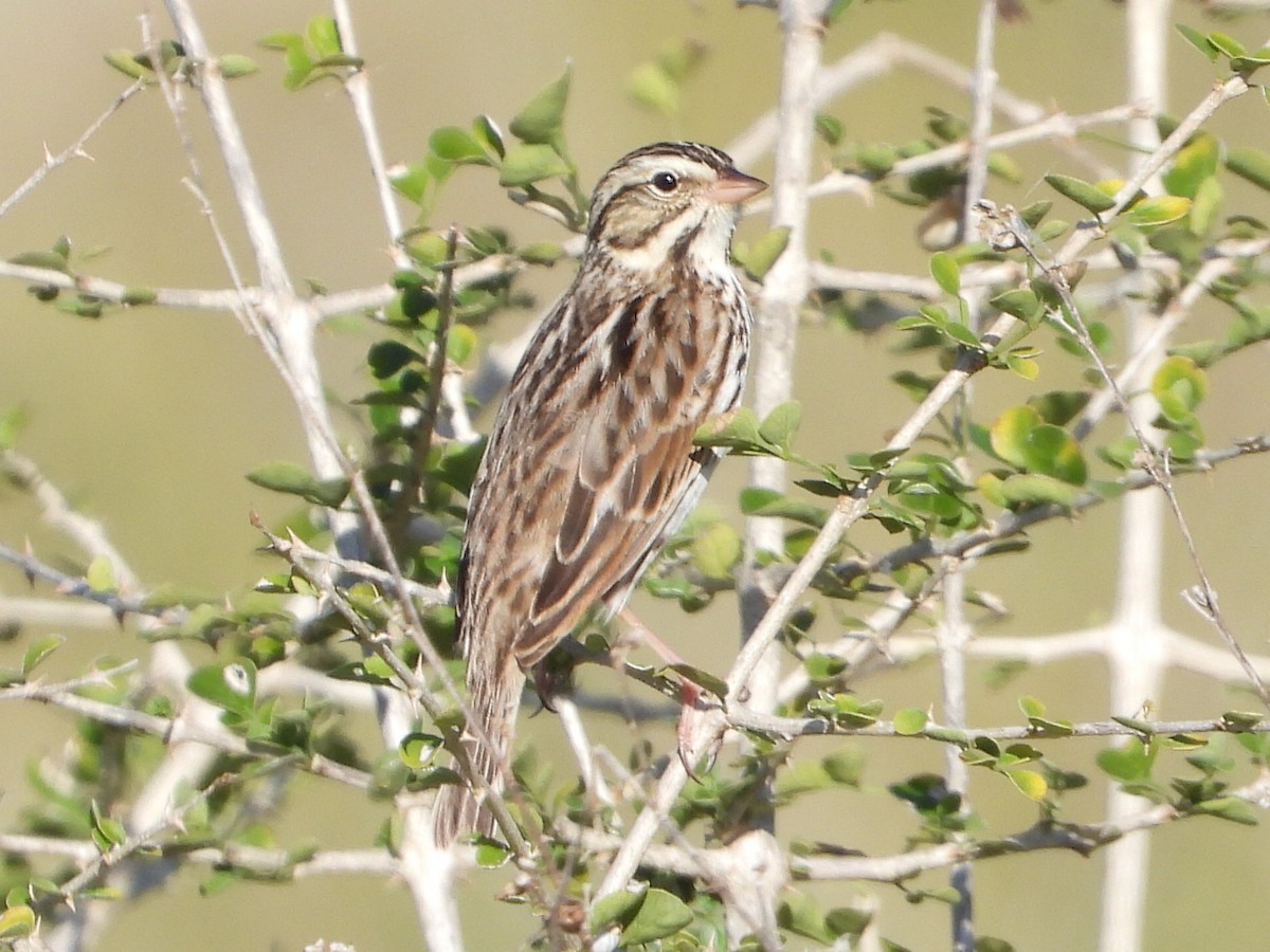 Savannah Sparrow - ML211683711