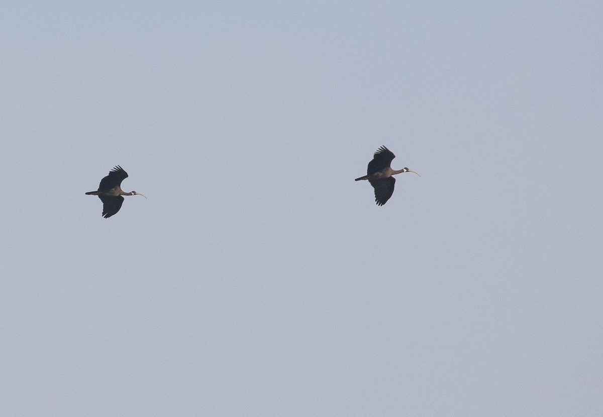 White-shouldered Ibis - ML211685031