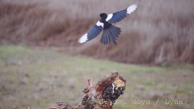 Eurasian Magpie - ML211685121