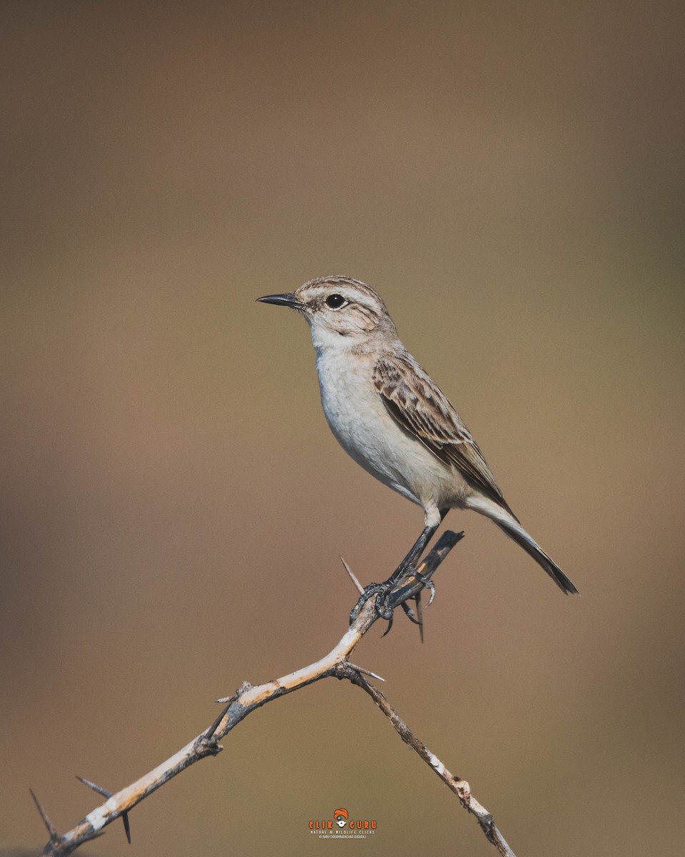 White-browed Bushchat - ML211685811