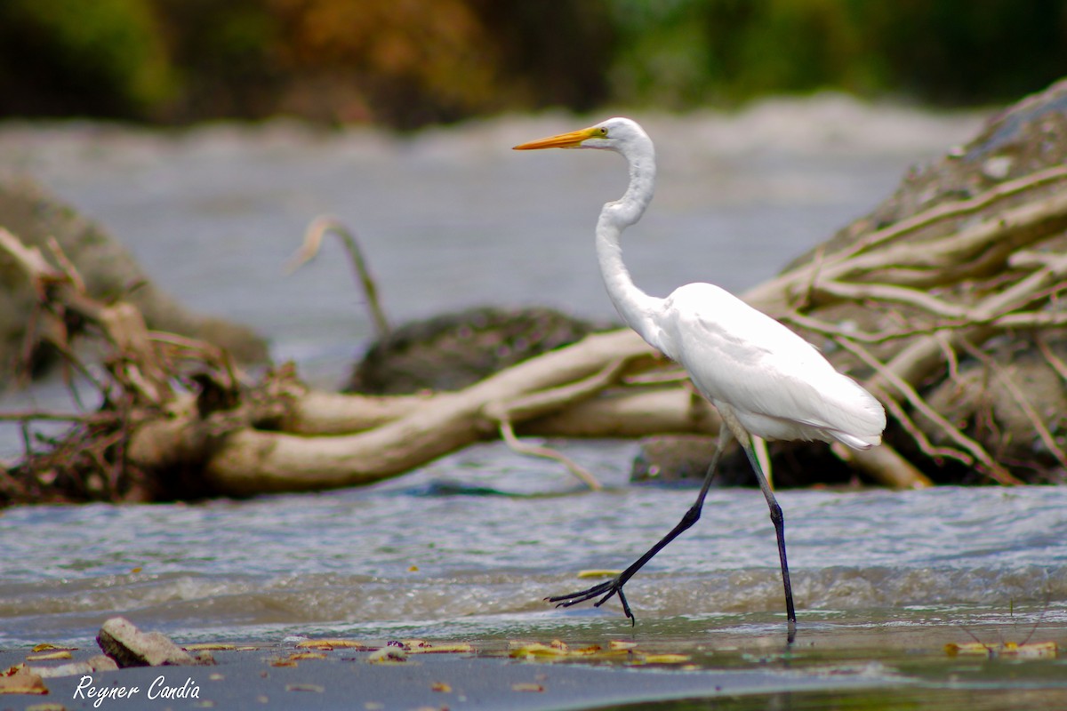 Great Egret - ML211686381