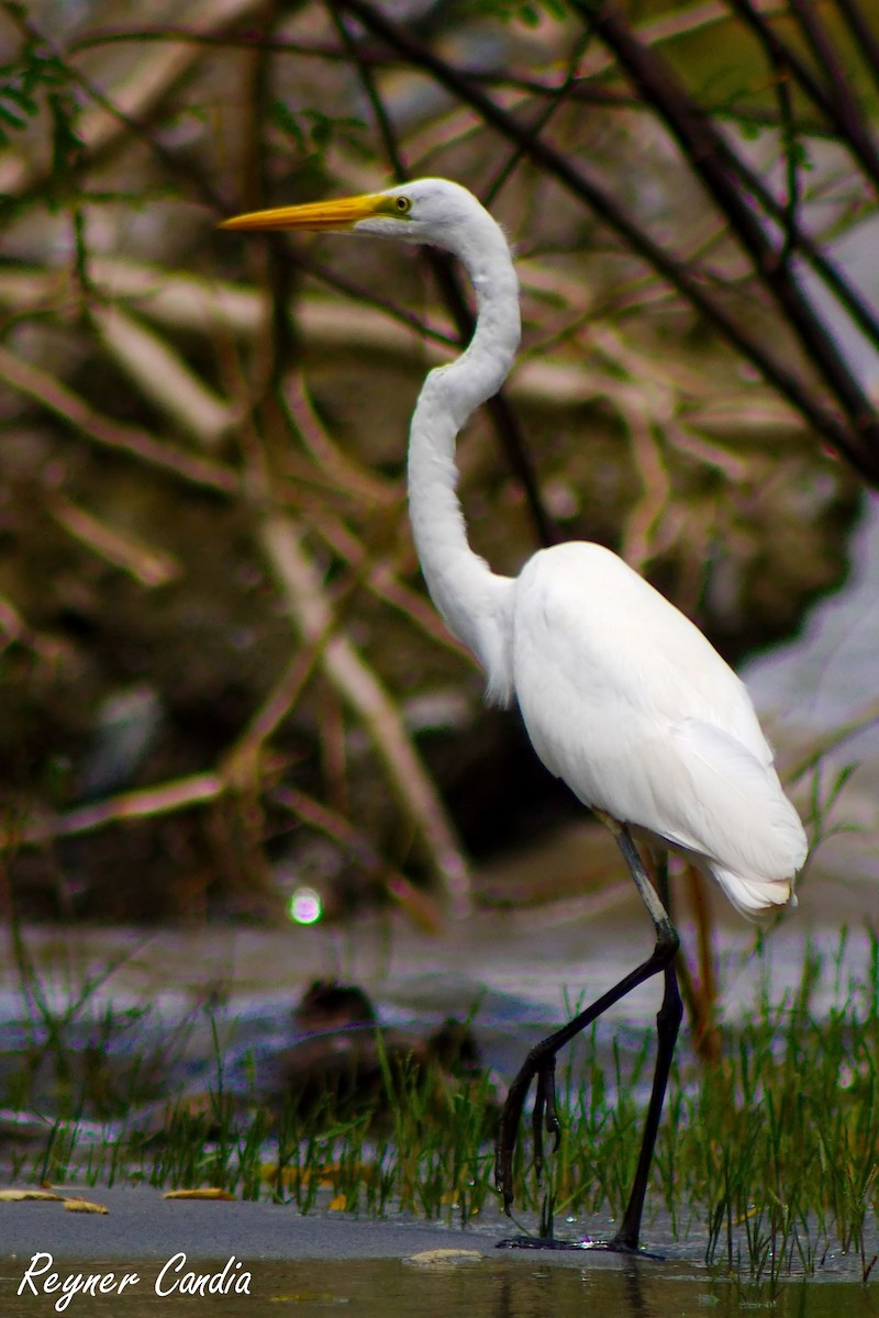 Great Egret - ML211686391