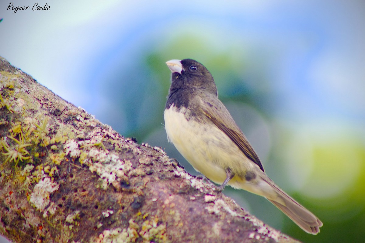 Yellow-bellied Seedeater - ML211686401