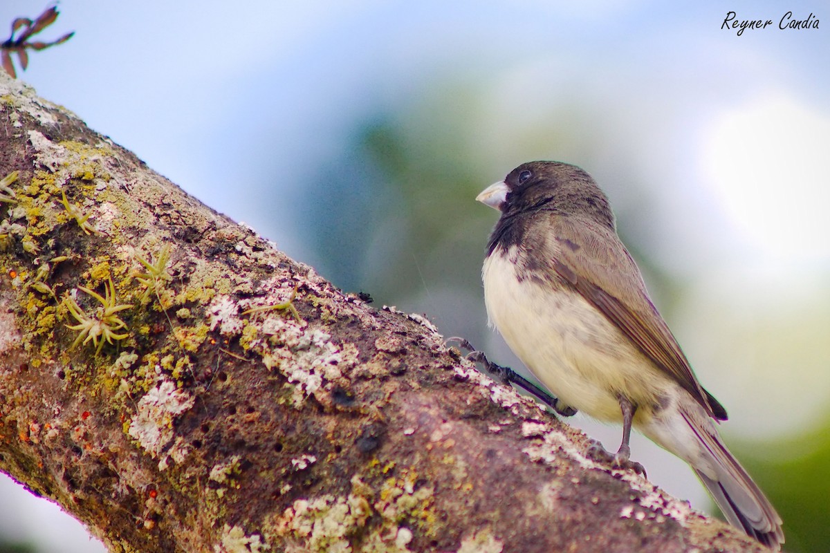 Yellow-bellied Seedeater - ML211686411