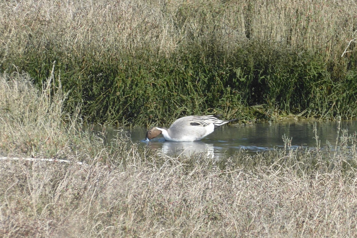 Northern Pintail - ML211686551