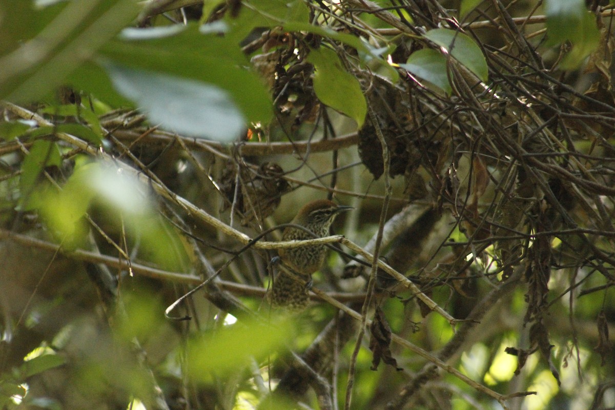 Spot-breasted Wren - ML211687131