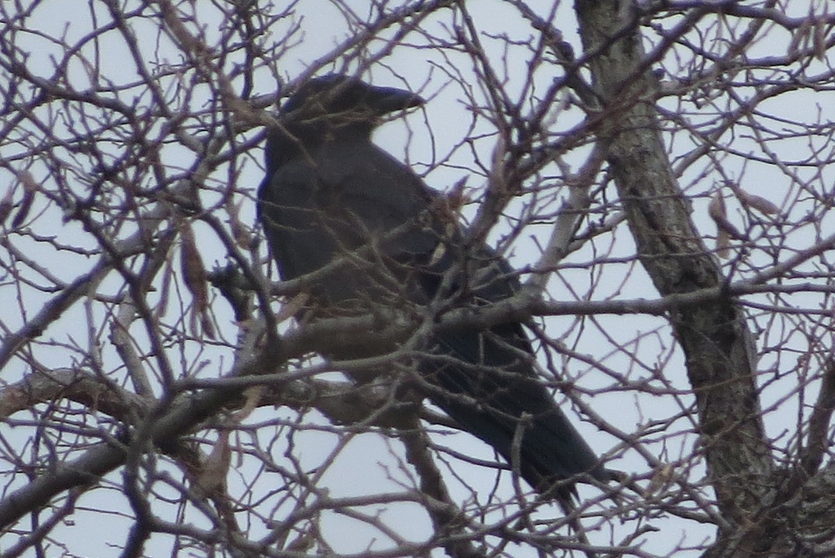 American Crow - ML211688571