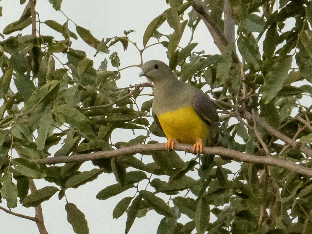 Bruce's Green-Pigeon - ML211689331