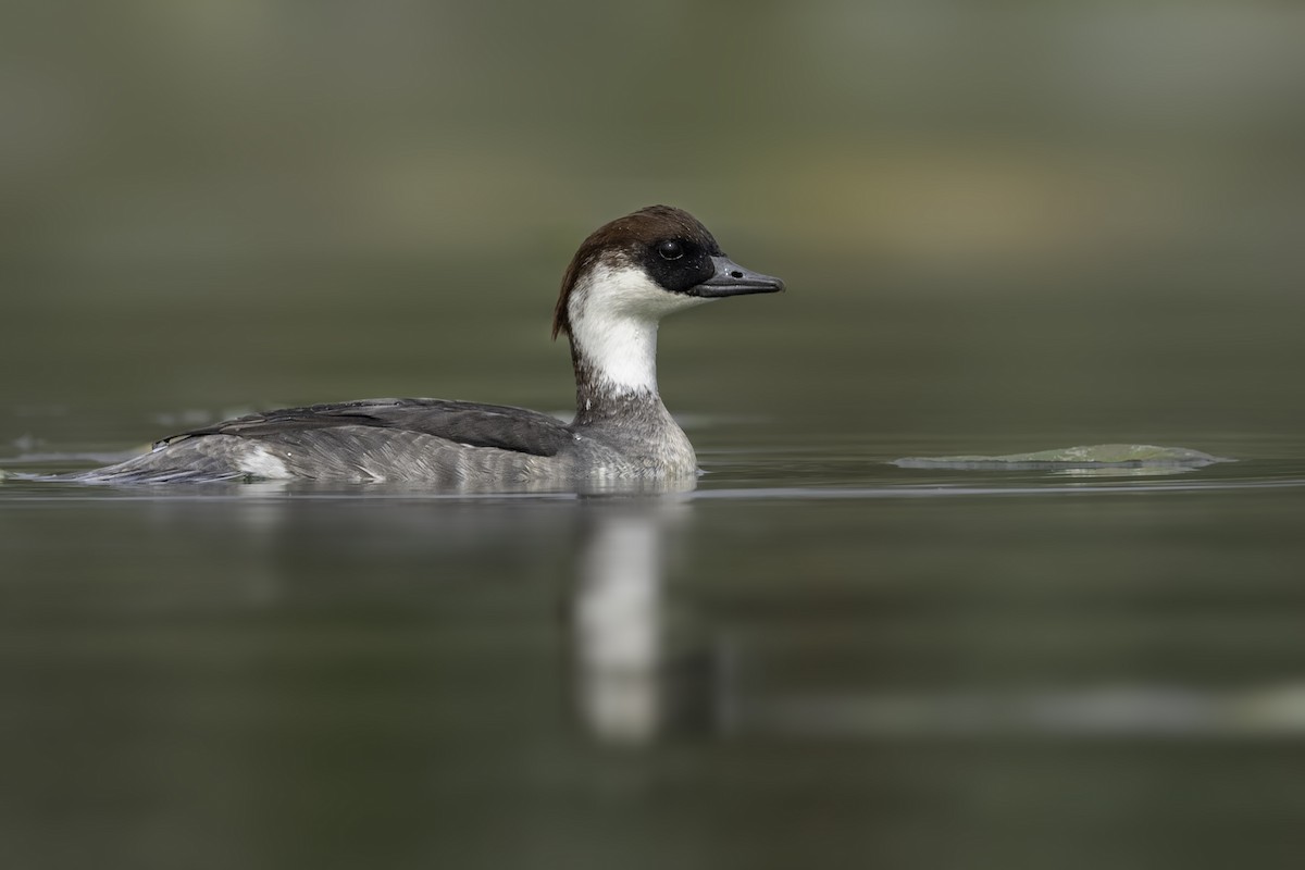 Smew - ML211689631