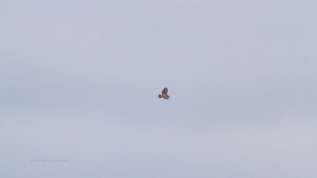 Red-tailed Hawk (borealis) - ML211689941