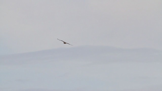 Red-tailed Hawk (borealis) - ML211690001
