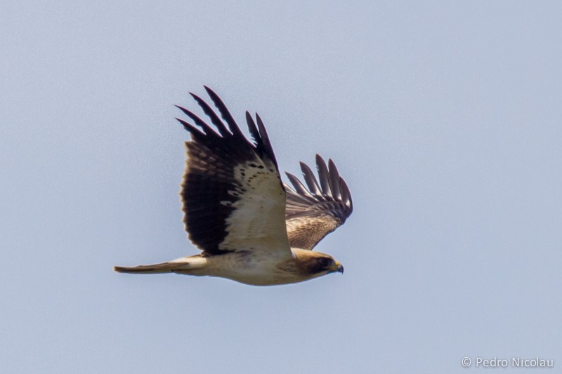 Booted Eagle - ML21169091