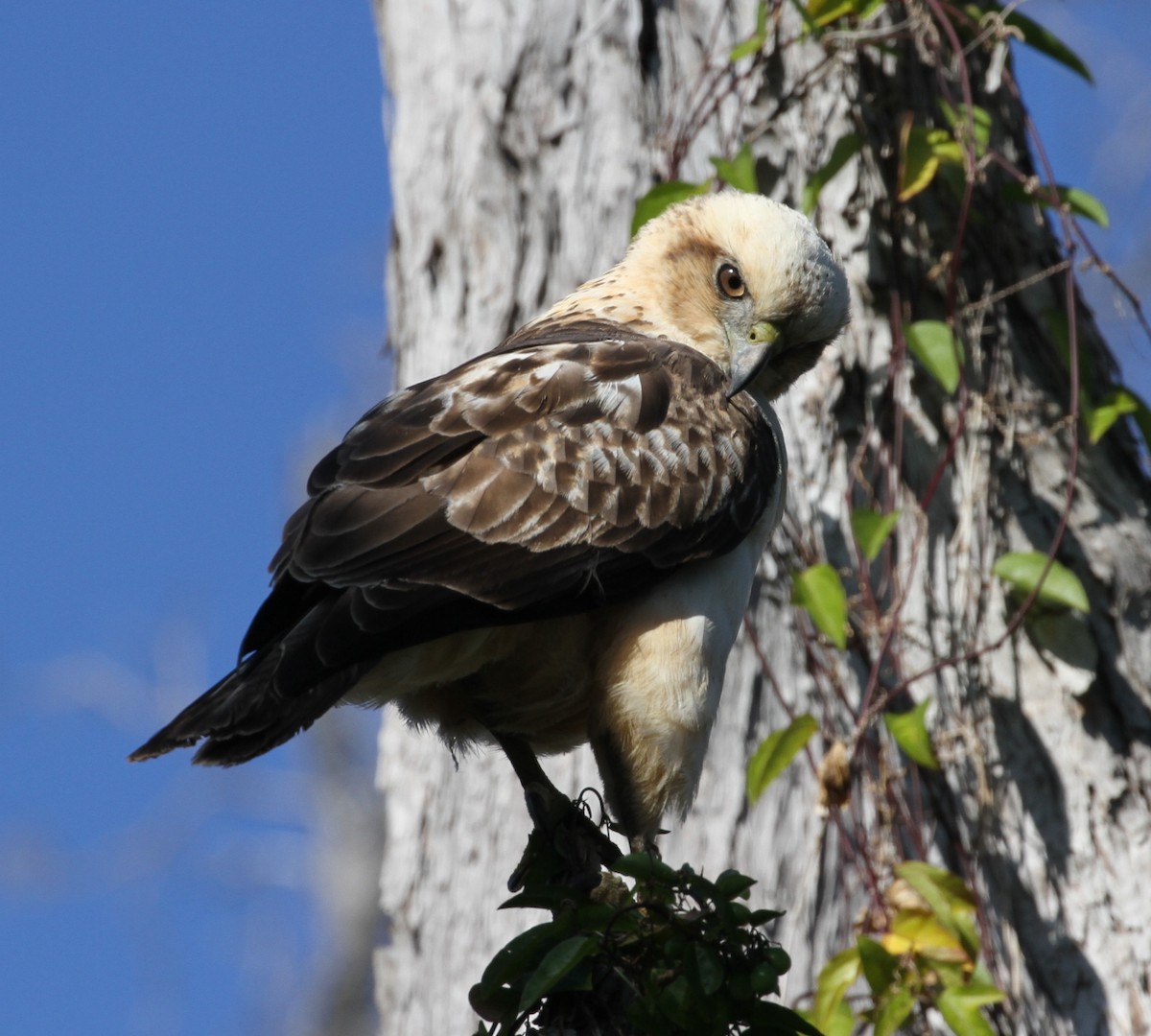 Hawaiian Hawk - Don Coons