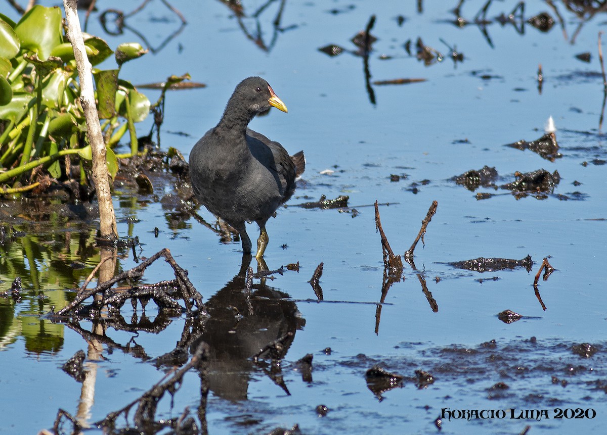 Red-fronted Coot - ML211691001