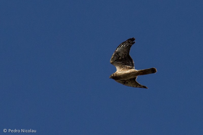 Hen Harrier - ML21169101