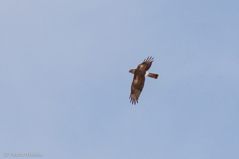 Hen Harrier - ML21169111