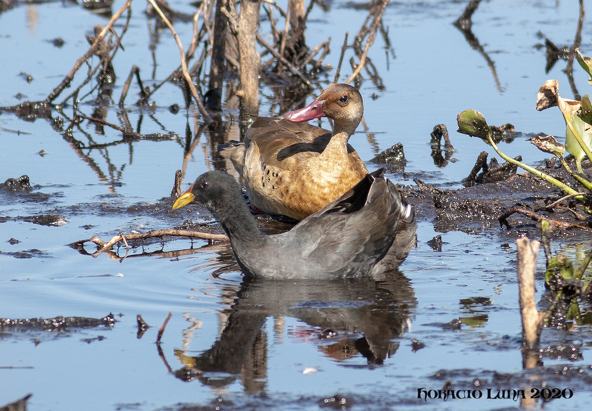 Foulque à front rouge - ML211691191