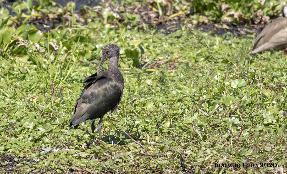 White-faced Ibis - ML211691331