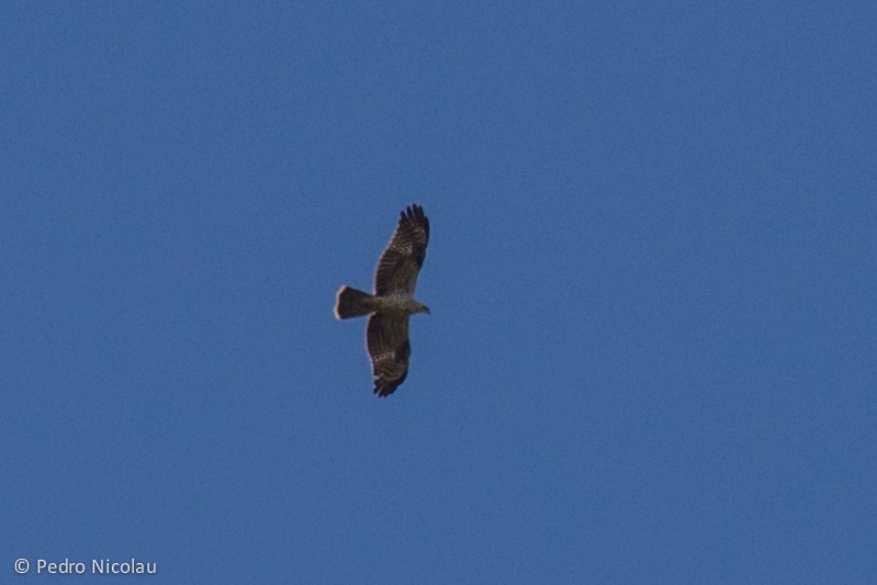 European Honey-buzzard - ML21169141