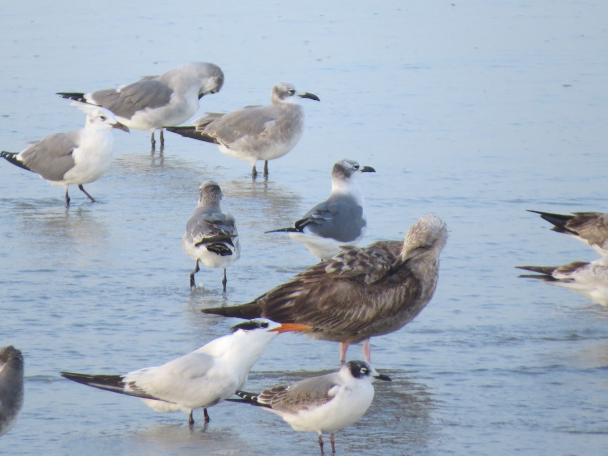 Franklin's Gull - Patricia Demko