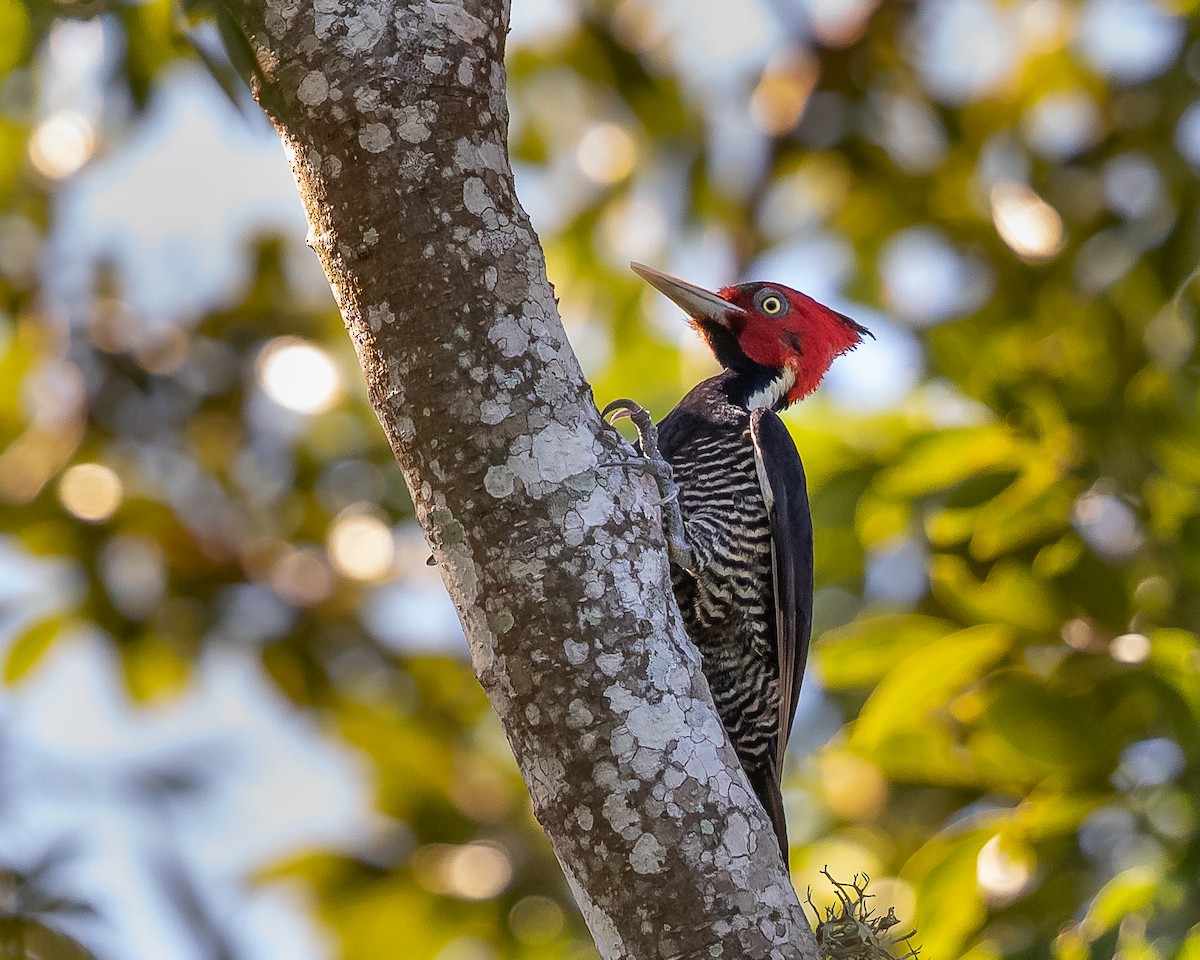 Pale-billed Woodpecker - ML211693741