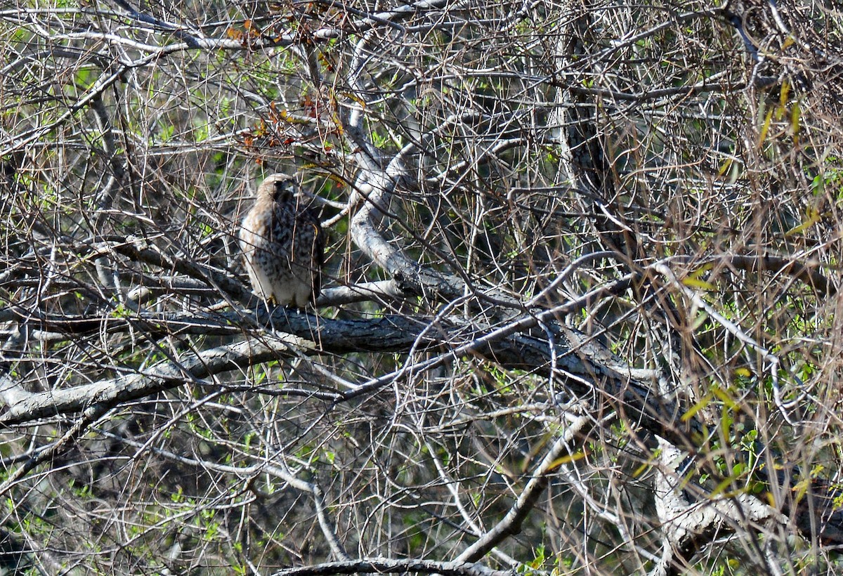 Broad-winged Hawk - ML211694201
