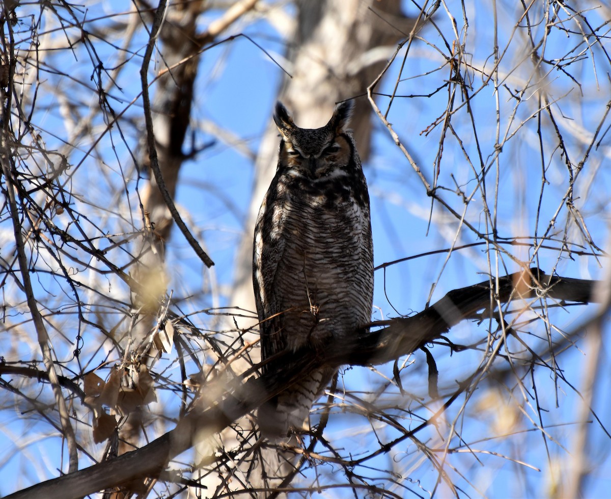 Great Horned Owl - Santi Tabares