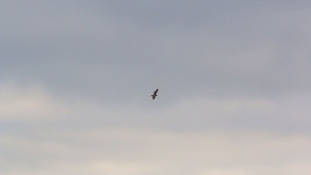 Red-tailed Hawk (borealis) - ML211695111