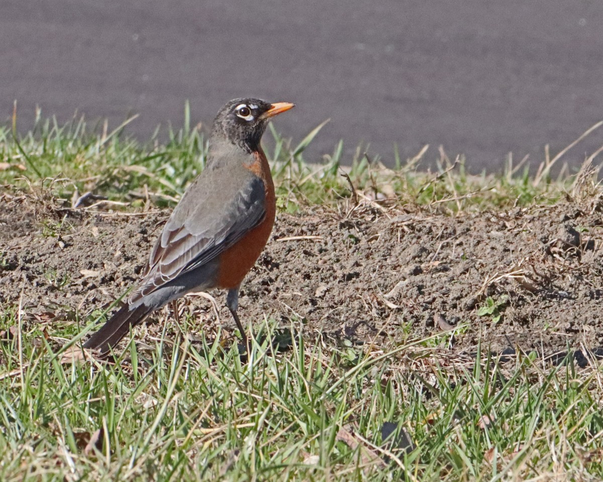 American Robin - ML211695381