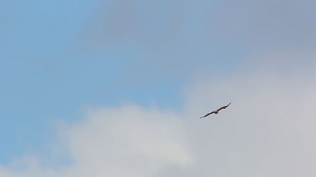 Red-tailed Hawk (borealis) - ML211695471