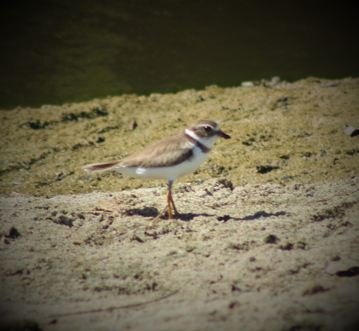 Semipalmated Plover - ML211695481