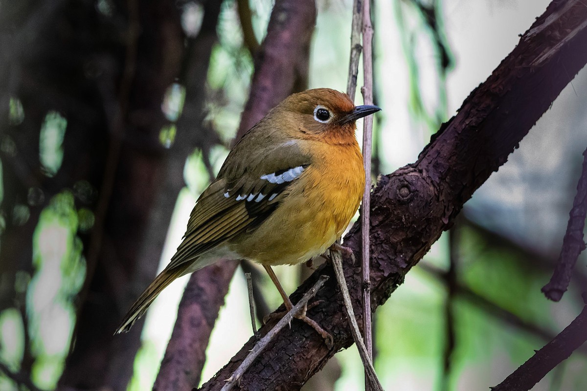 Abyssinian Ground-Thrush - Stefan Hirsch