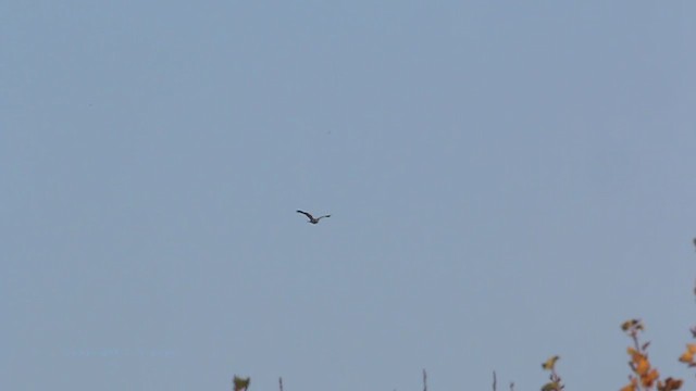Red-tailed Hawk (borealis) - ML211695971