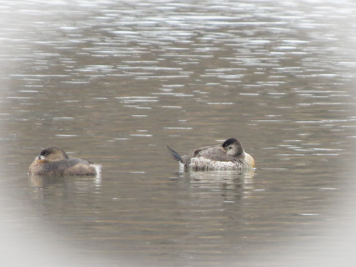 Ruddy Duck - ML211700101