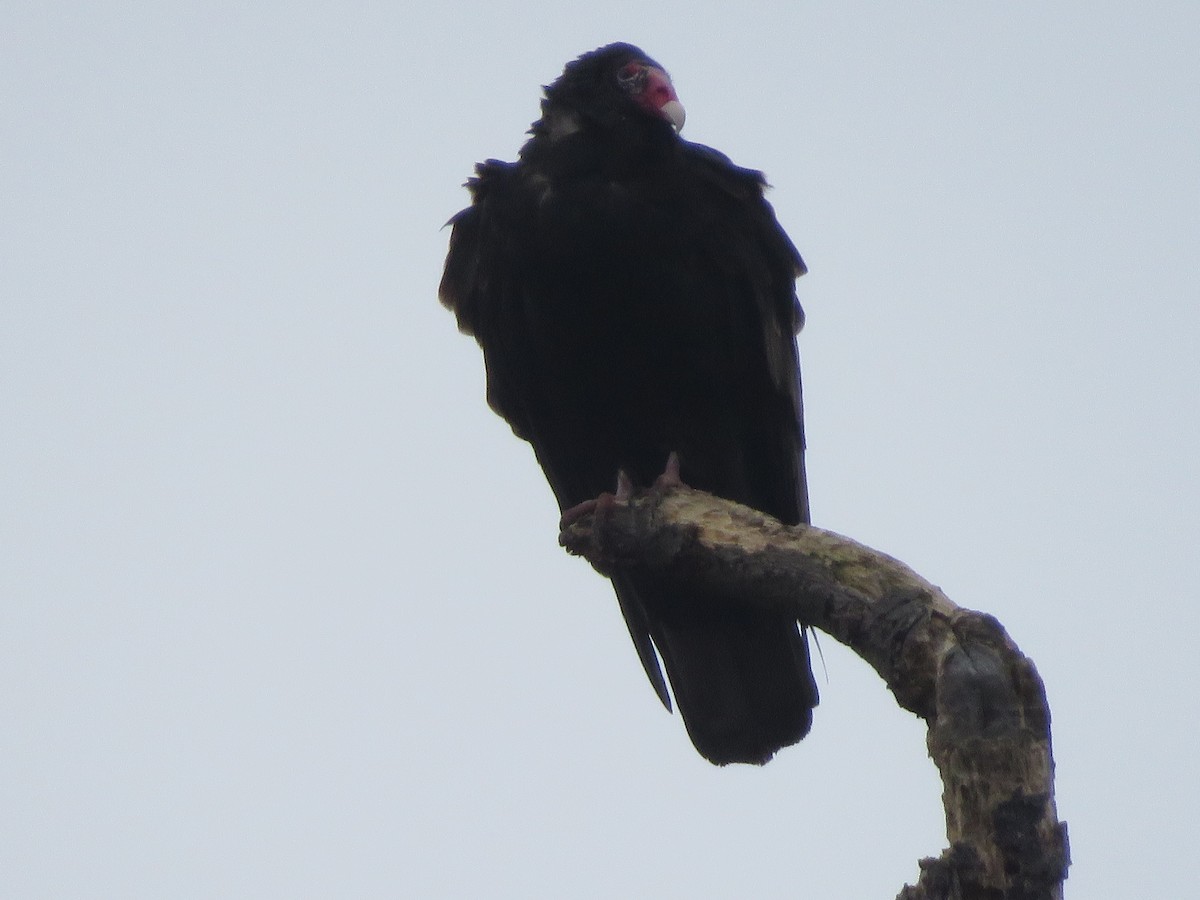 Turkey Vulture - ML211700261