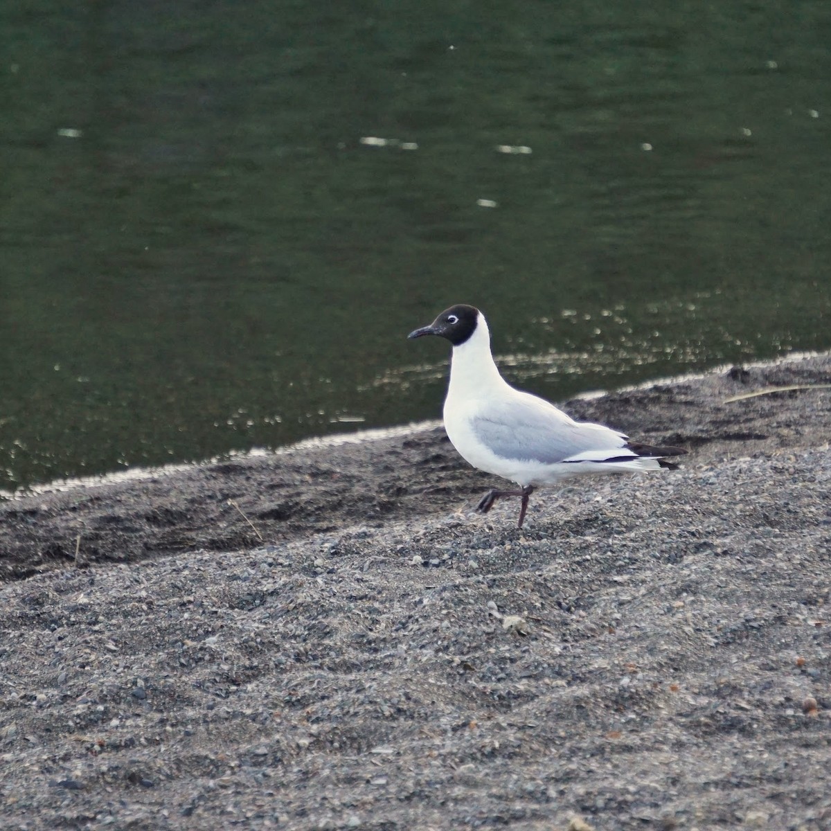 Andean Gull - Javier Acuña Ditzel