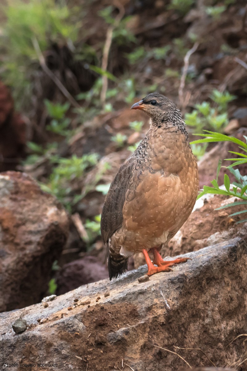 Hildebrandt's Spurfowl - Rogério Rodrigues