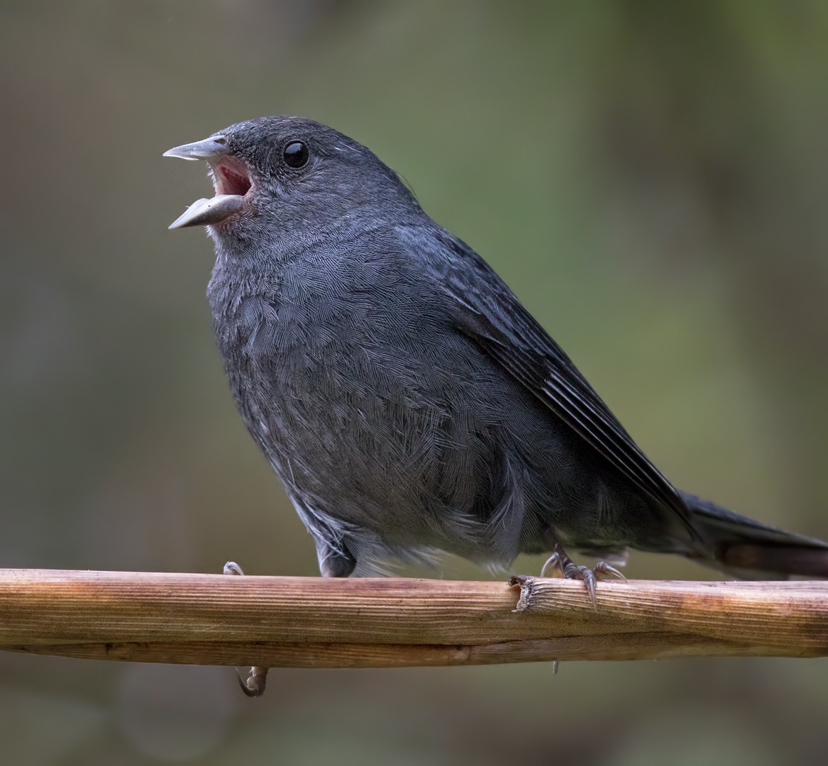 Slaty Finch - Lars Petersson | My World of Bird Photography