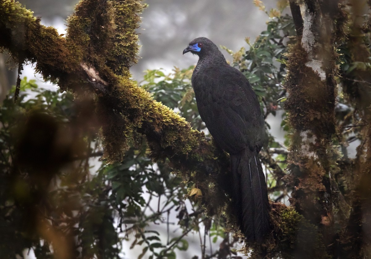 Sickle-winged Guan - ML211705051