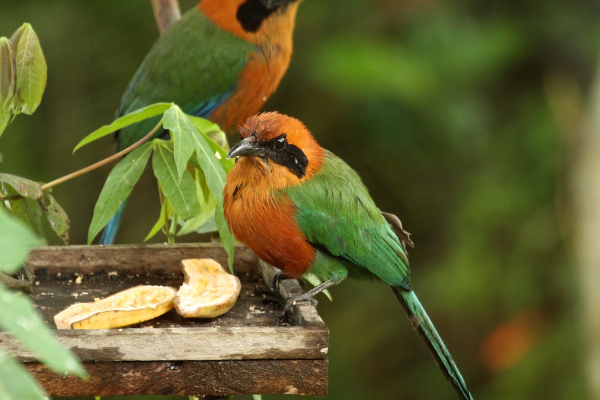 Rufous Motmot - ML211705731