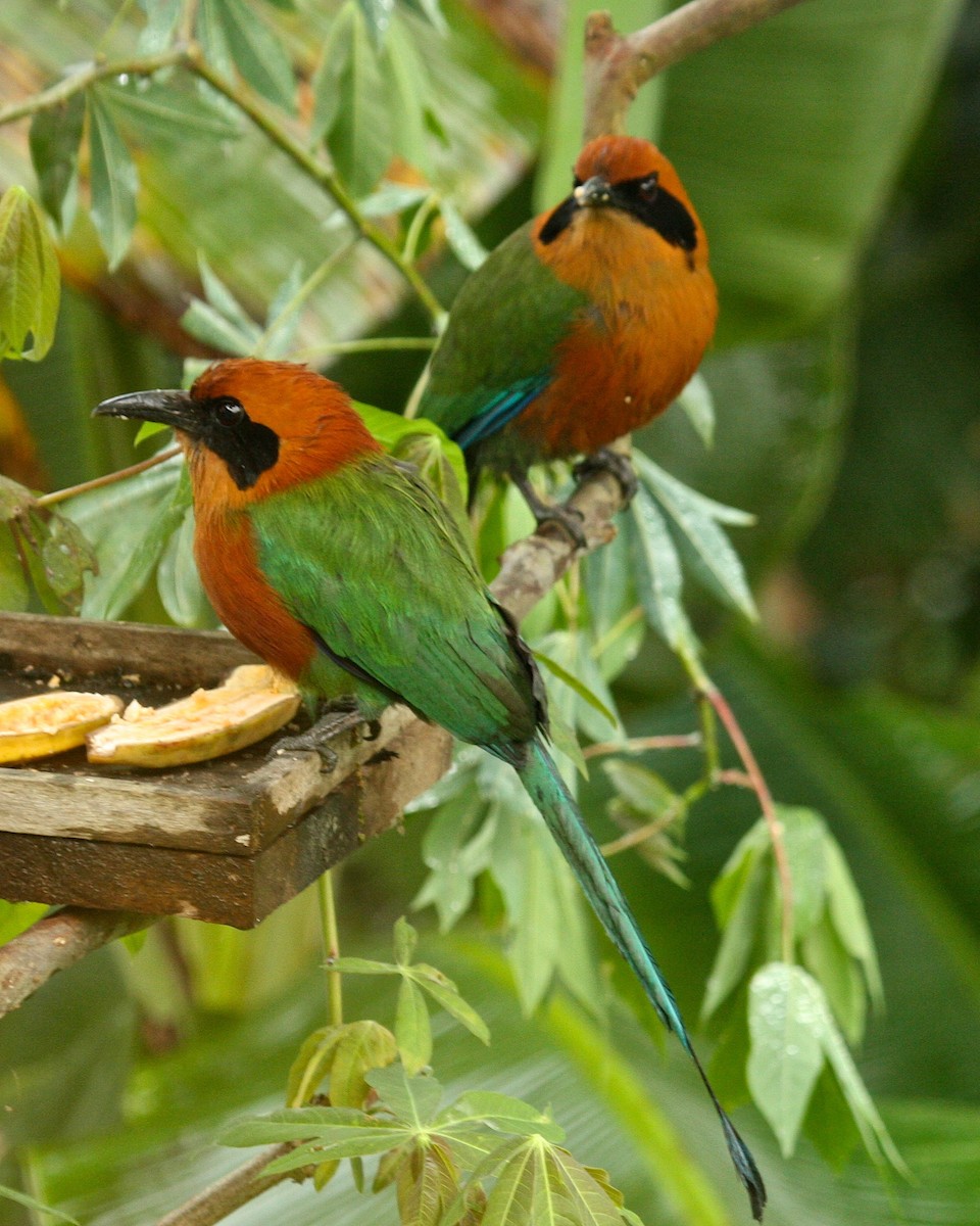 Rufous Motmot - ML211705801