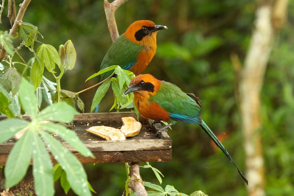 Rufous Motmot - ML211705871