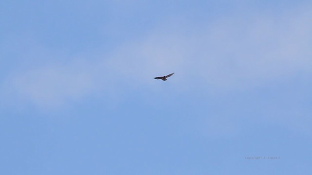 Red-tailed Hawk (calurus/abieticola) - ML211706451