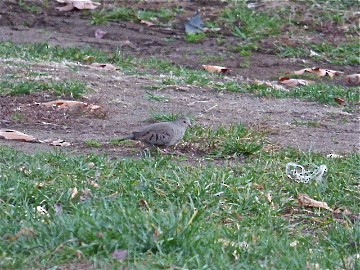 Common Ground Dove - Vincent  Zollo