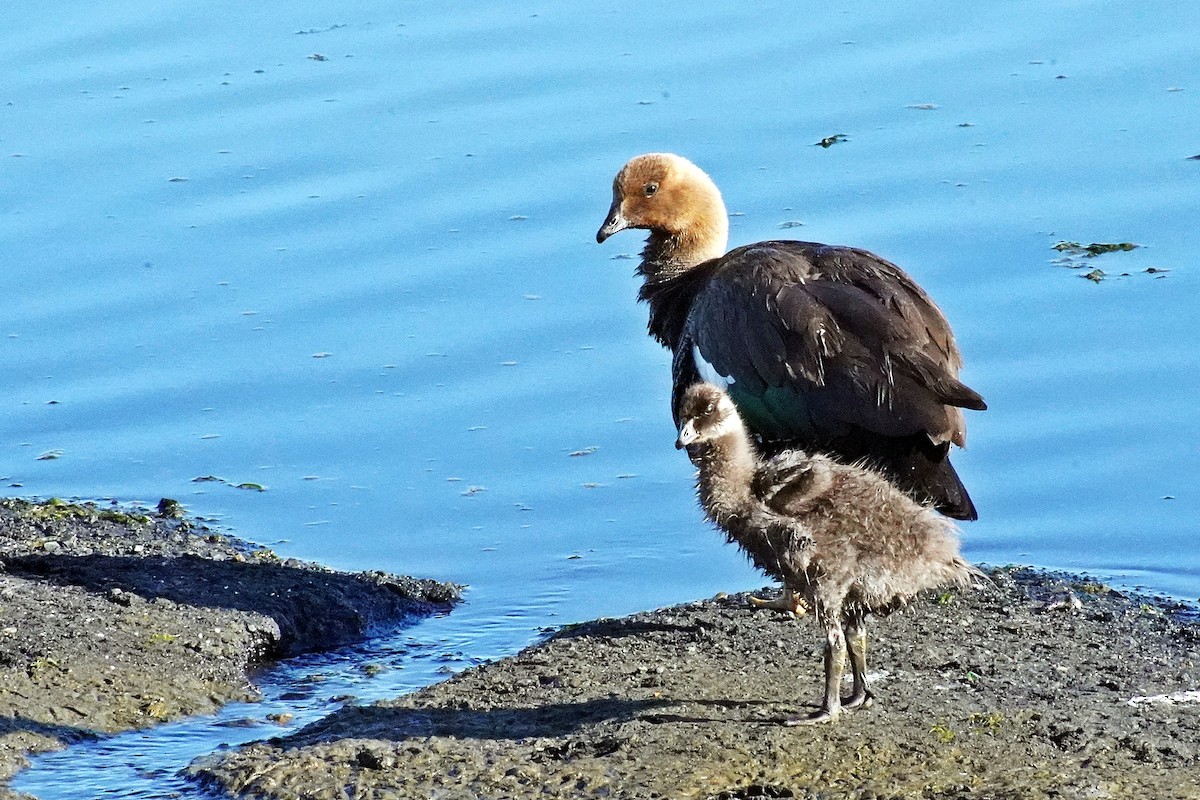 Upland Goose - ML211707821