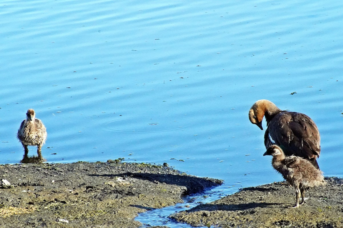 Upland Goose - ML211707841