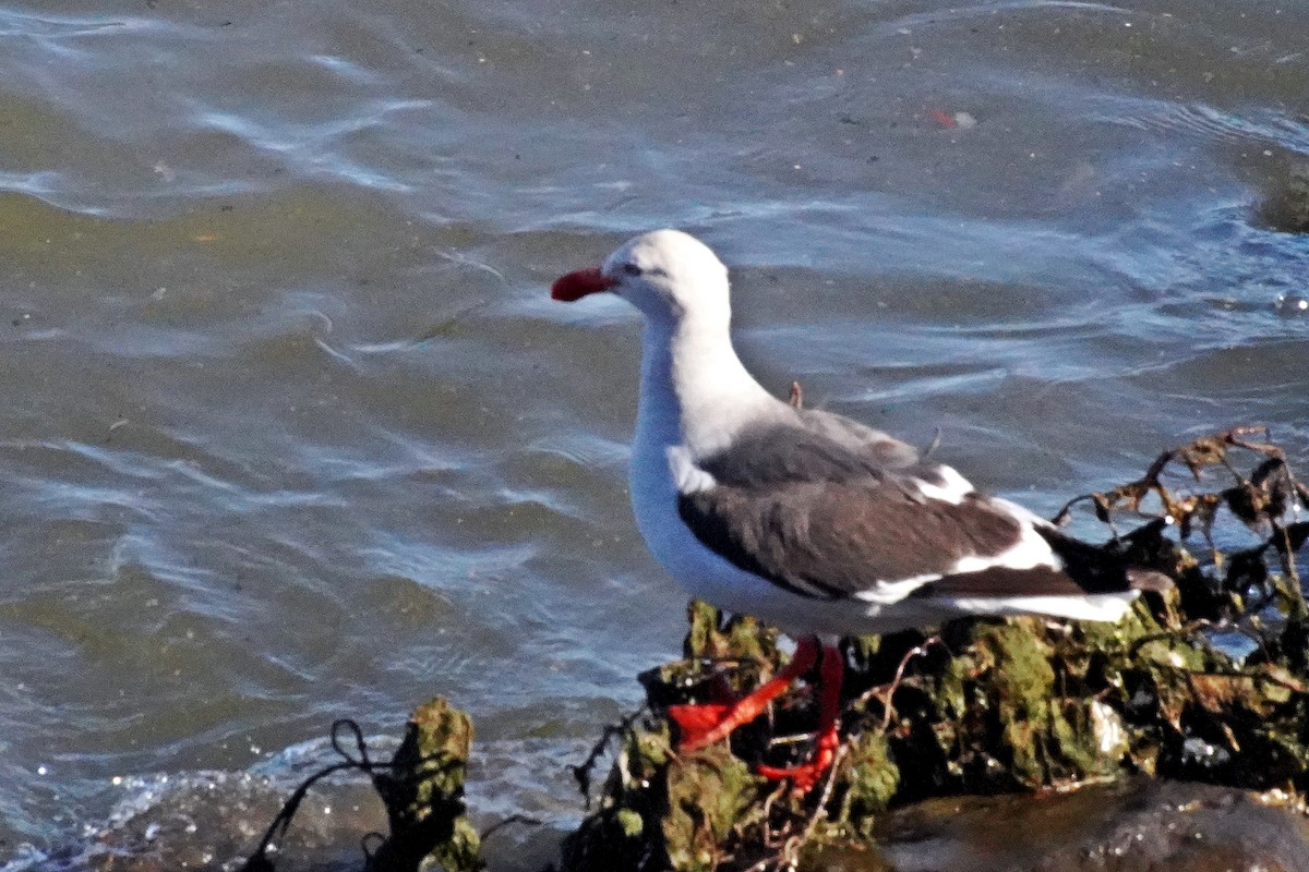 Dolphin Gull - ML211708181