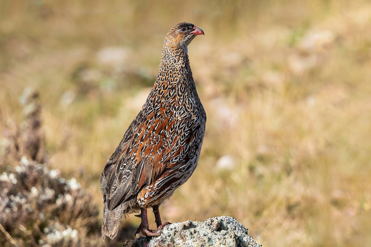 frankolín rezavokrký (ssp. castaneicollis) - ML211708561