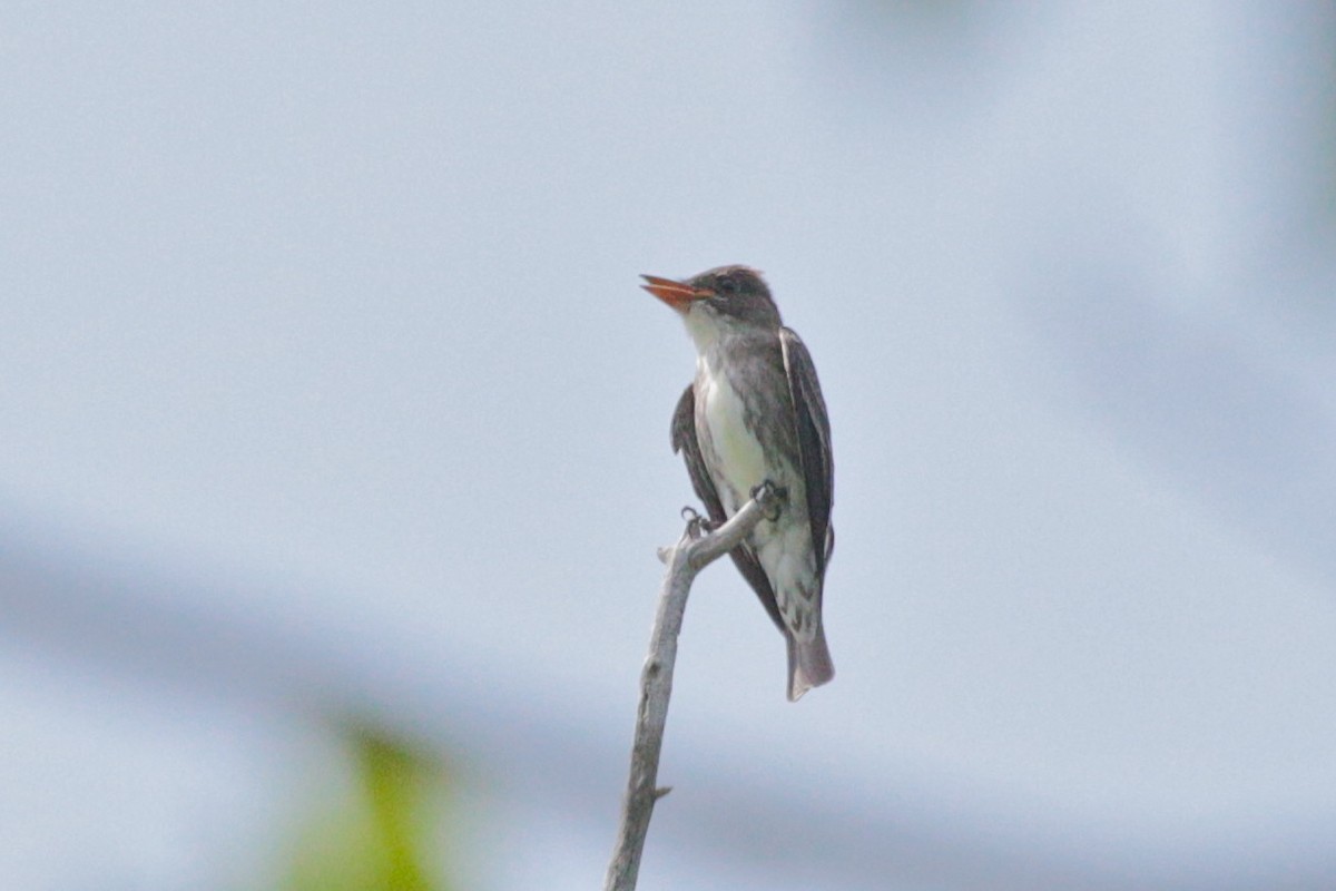 Olive-sided Flycatcher - ML211709111