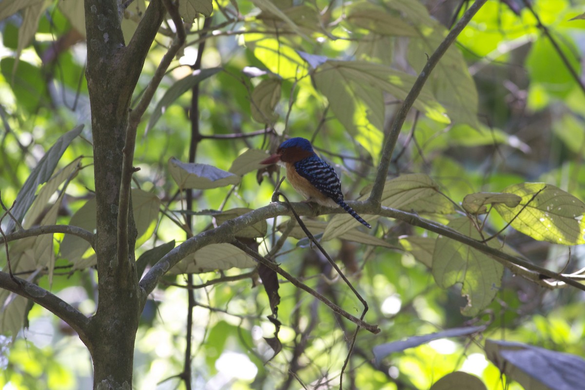 Banded Kingfisher (Banded) - ML211709151